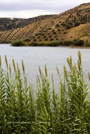 Image du Maroc Professionnelle de  Le Barrage Allal Al Fassi est situé dans la Province de Sefrou sur Oued Sebou avec un volume de stockage de 63.7 Mm3, il contrôle un bassin versant de 5.400 km2. Ce Barrage a été mis en service en 1990. But de l'ouvrage  production d'électricité, irrigation et protection contre les crues, Jeudi 8 septembre 2005. (Photo / Abdeljalil Bounhar)